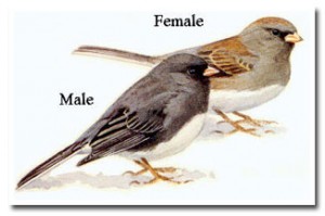 Junco-male-female