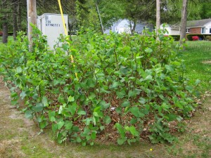  This shows what a Japanese Knotweed plants look like now, they are about 4 feet high.