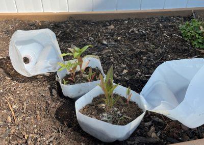 Winter Sowing