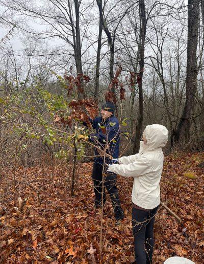 Land Trust member John cutting invasives while Saige removes the cut branches