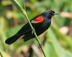 February: Red-Winged Blackbird
