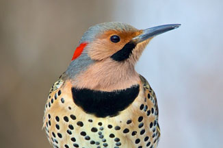 August Bird: Northern Flicker