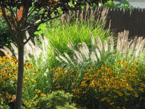 black-eyed-susans-and-grasses